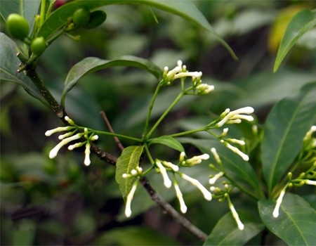 Cây Ba gạc lá nhỏ. Rauvolfia indochinensis Pichon - Cây Thuốc Nam Quanh Ta
